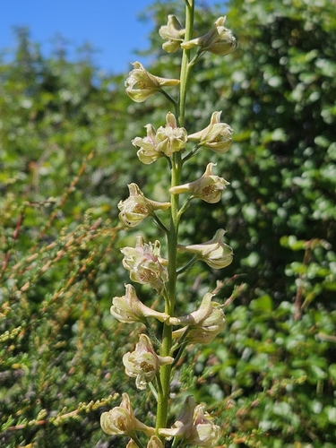 Delphinium californicum, photograph 1