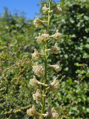 Delphinium californicum