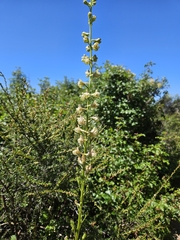 author not stated, no rights reserved Delphinium californicum, photograph author not stated, no rights reserved