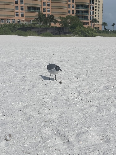 Laughing Gull observed by julia80639