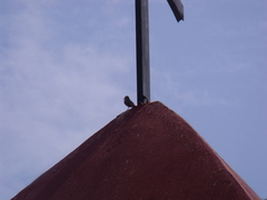 Toxostoma curvirostre