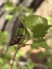 Chrysomela scripta