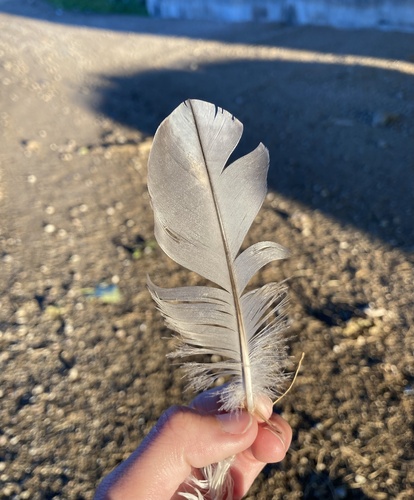 Plume de Foulque macroule