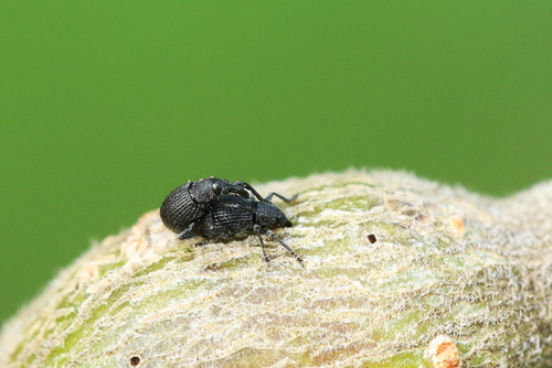 Sallow Guest Weevil