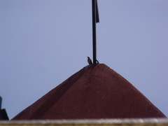 Toxostoma curvirostre