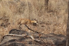 Tetracerus quadricornis