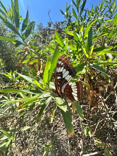 iNaturalist observation photo of Lorquin's Admiral