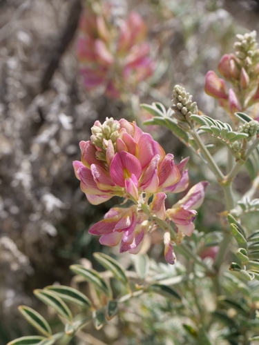 Hedysarum cyprium