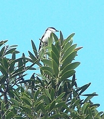 Lalage leucopyga montrosieri