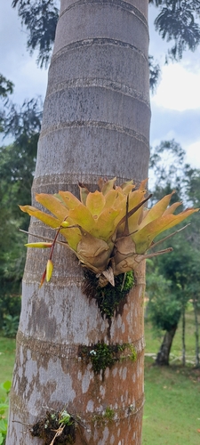 Vriesea scalaris, photograph 4