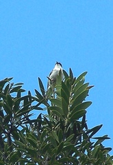 Lalage leucopyga montrosieri