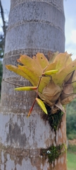 Vriesea scalaris, photograph (c) Marcio Santos Ferreira, some rights reserved (CC BY)