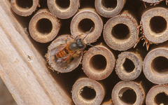 Osmia bicornis
