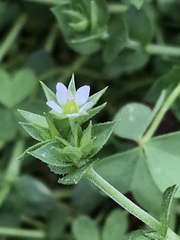 Arenaria serpyllifolia