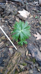 Eranthis