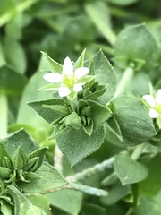 Arenaria serpyllifolia