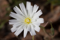 Calycoseris wrightii
