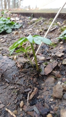 Eranthis