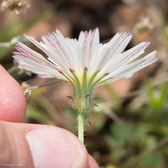 Calycoseris wrightii