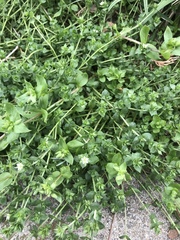 Arenaria serpyllifolia