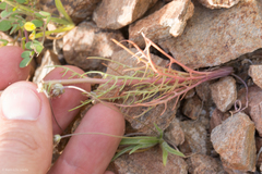 Calycoseris wrightii