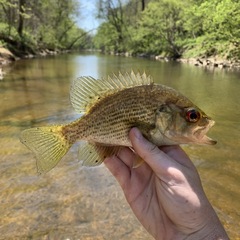 Ambloplites cavifrons