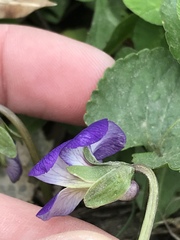 Viola sororia