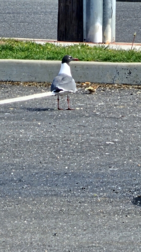 Laughing Gull observed by pyromaniacengineer