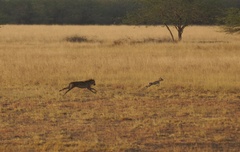 Canis lupus pallipes