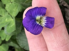 Viola sororia