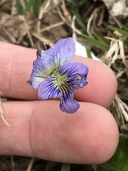 Viola sororia