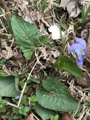 Viola sororia