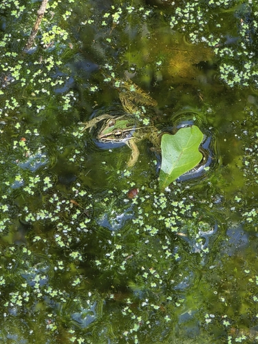 Southern Leopard Frog observed by inbetweenbays