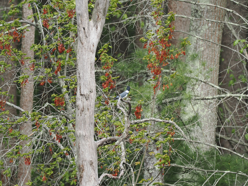 Belted Kingfisher observed by wyattsibilia