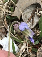 Viola sororia