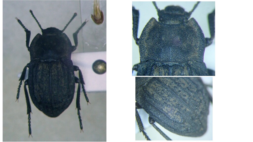 Asida marmottani