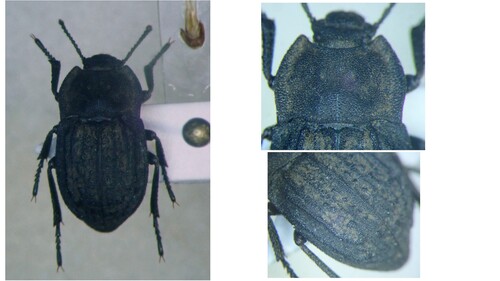 Asida marmottani