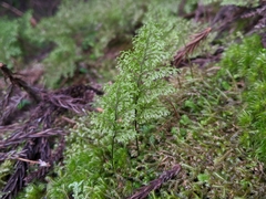 Hymenophyllum polyanthon