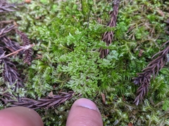 Hymenophyllum polyanthon