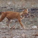 Dhole - Photo (c) janconl, some rights reserved (CC BY-NC-SA), uploaded by janconl