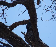 Melanerpes aurifrons