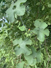 Corallocarpus bainesii
