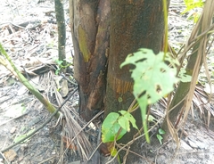 Euterpe oleracea, photograph (c) Evandro Maia Neves, some rights reserved (CC BY)