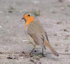 Erithacus rubecula