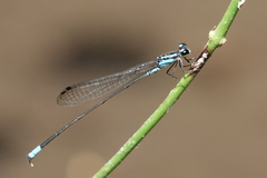 Acanthagrion trilobatum