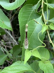 Ceropegia meyeri