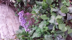 Limonium leptostachyum