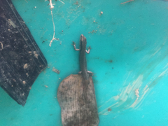 Scincella formosensis