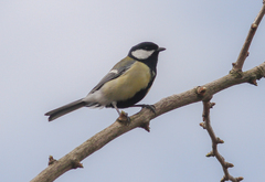 Parus major