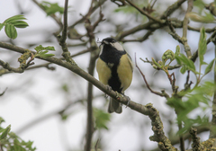 Parus major